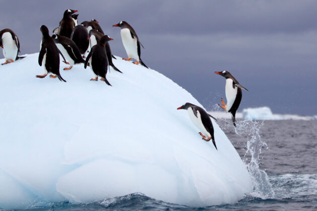 Pingviner på ett isberg i Antarktis.