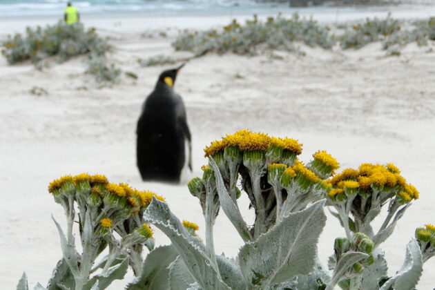 Kungspingvin Falklandsöarna