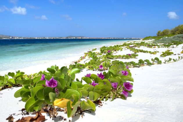 Vacker strand på ön Bonaire i Karibien.