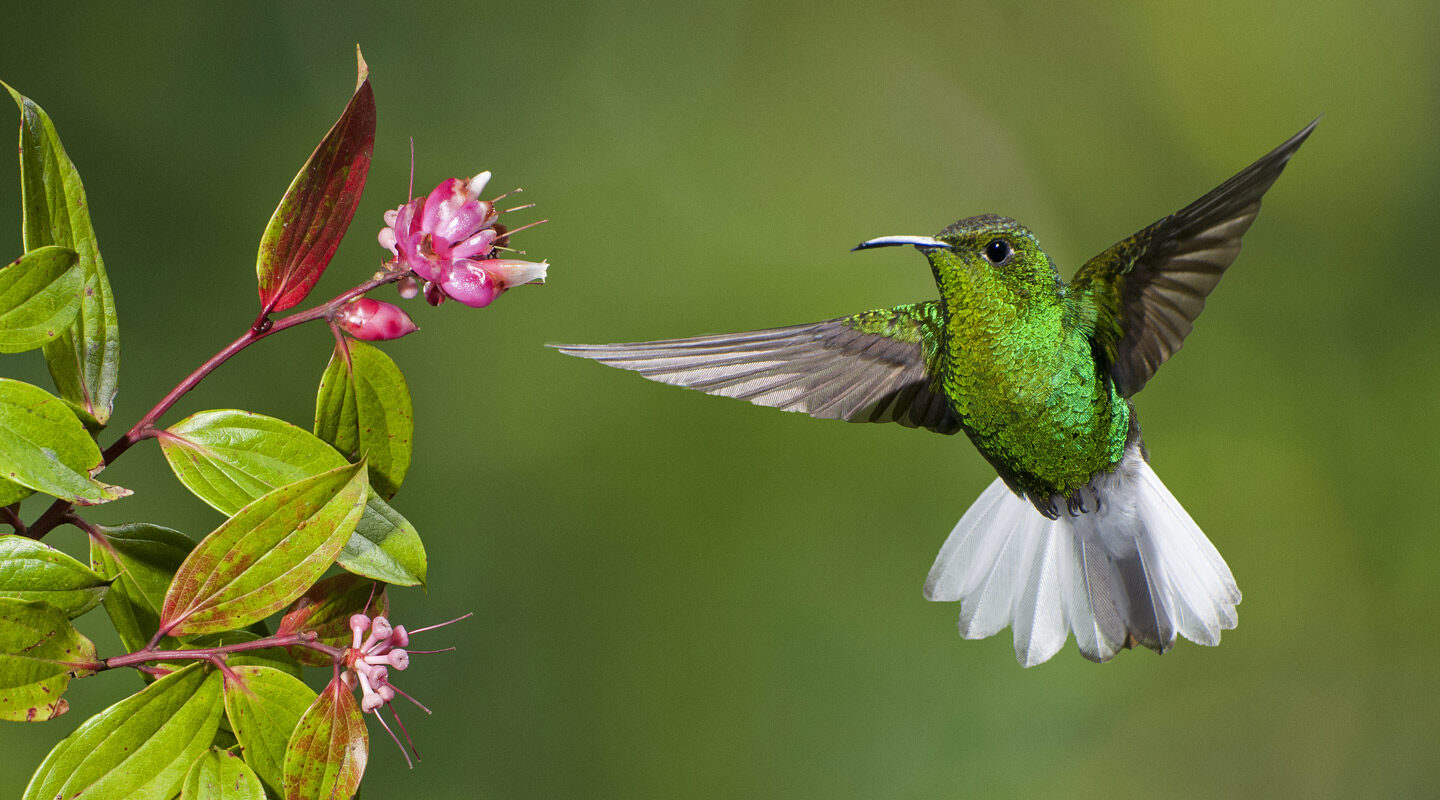En grön kolibri flyger svävande bredvid en exotisk rosa blomma med gröna blad.