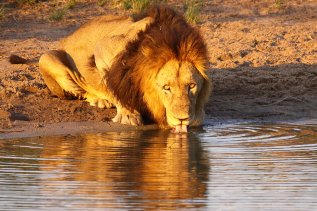 Svartmanad lejonhane som dricker vatten.