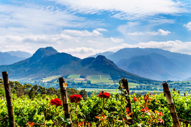 Berg och vinodlingar i Franschhoek, Sydafrika.