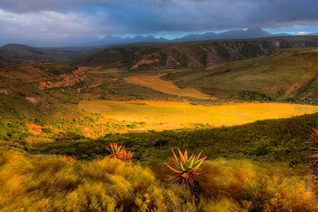 Vackert landskap i Gondwana Game Reserve, Sydafrika.