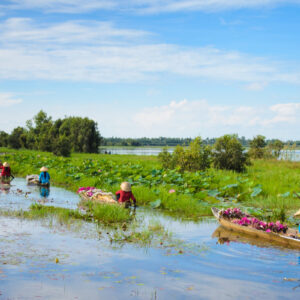 Kvinnor fraktar lotusblommor längs Mekongfloden.