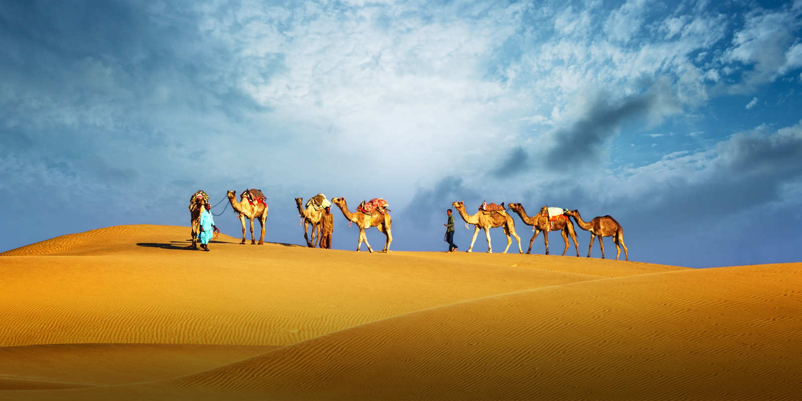 Kameler och dess skötare på vandring i öken i Dubai.
