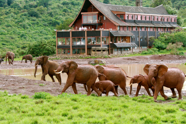 Elefanter alldeles vid The Ark Hotel i Aberdare National Park, Kenya.