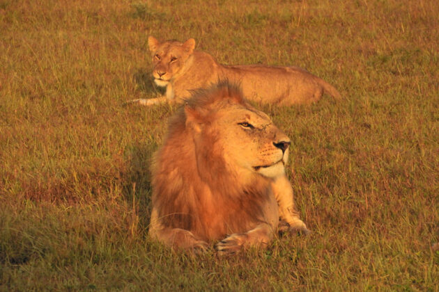 Två lejon som ligger i gräset i den sköna kvällssolen, i Masai Maras nationalpark i Kenya.