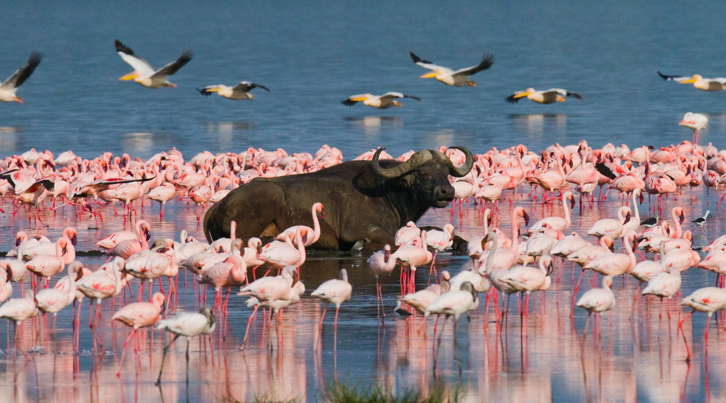 Vattenbuffel med rosa flamingos omkring sig i Lake Nakuru, Kenya.