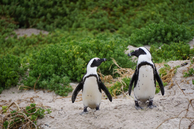 Söta pingviner på Boulders Beach i Kapstaden, Sydafrika.