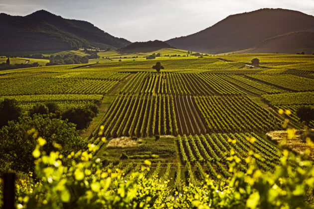 Grönskande vinodlingar och berg i bakgrunden i Pfalz - copyright DWI