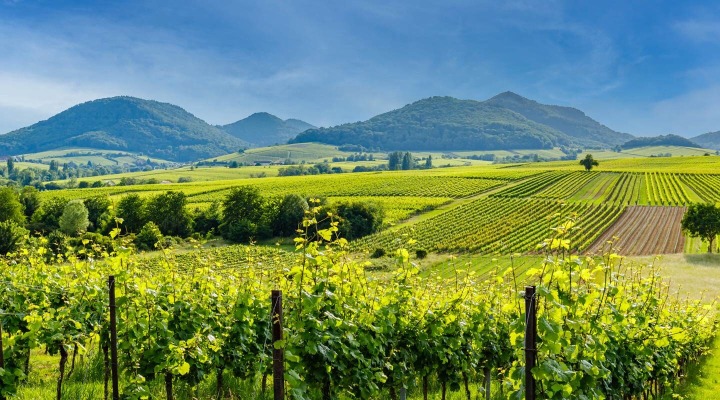 Vackert landskap med vinodlingar och berg i Pfalz, Tyskland.